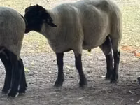 Koç, White Suffolk sheep — foto 3