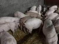 Kanec, Prasata — foto 3