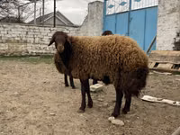 Bélier, Moutons — photo 3
