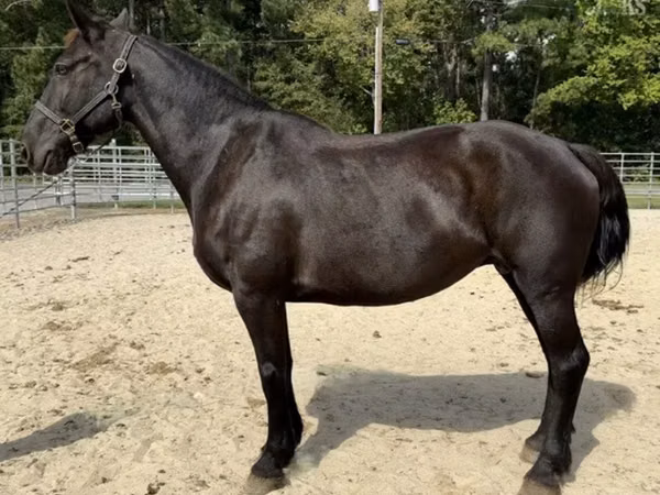 Toychoq, Percheron