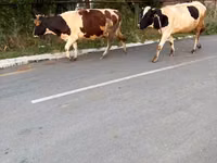 Krowa, Russian Black pied cattle — zdjęcie 1