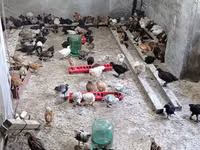 Chickens — zdjęcie 4