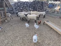 Koyun, German Blackheaded Mutton sheep — foto 2