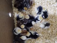 Chickens — Foto 4