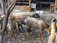 Koyunlar (parti, cinsiyet belirtilmedi), Arashan sheep — foto 2