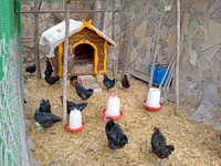 Chickens — foto 5