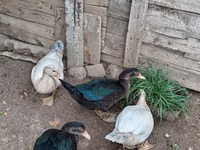 Domestic Muscovy — 3-rasm