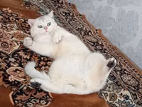 Cinsi:Britsh shorthair. Cantası tek 170m da alınıb. Ev heyvanları — Foto 2
