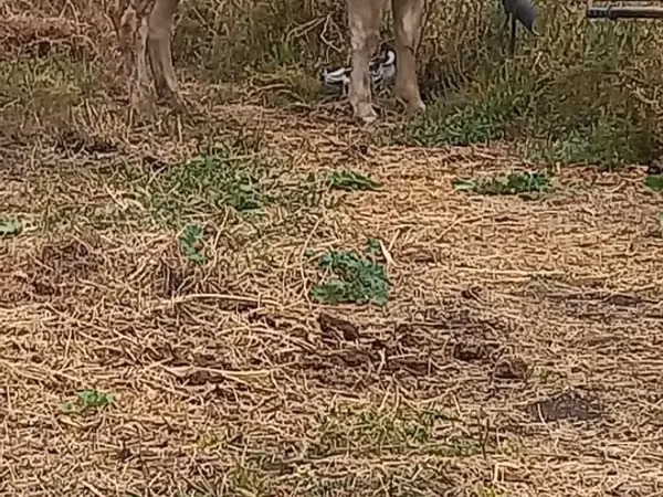 Krava, Swiss cattle