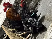 Chickens — Foto 3
