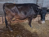 Krowa, Russian Black pied cattle — zdjęcie 7