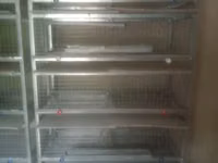 Sənaye tipli quşçuluq qəfəs sistemi - Material: sinklənmiş metal — foto 3