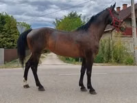 Jument, Chevaux — photo 1