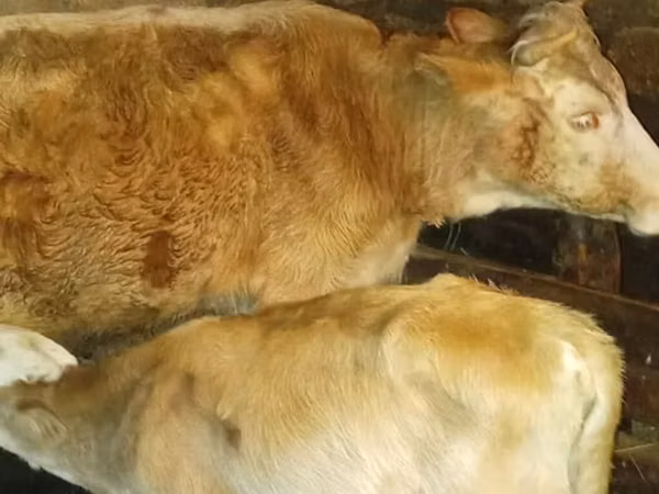 Camella, Camellos
