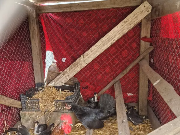 Chickens