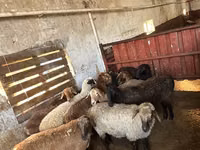Bélier, Moutons — photo 1