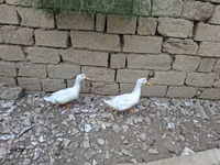 Ducks — الصورة 3