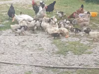 Ducks — foto 7
