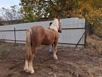 Kůň, Koně — foto 1
