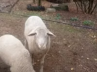 公羊, Sheep — 照片 2