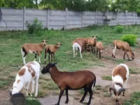 भेड़ें (लॉट, लिंग निर्दिष्ट नहीं), Cameroon sheep — फ़ोटो 2