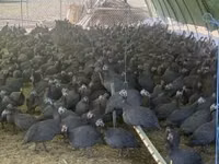 Guinea fowl — zdjęcie 2