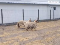Қошқар, German Grey Heath sheep — 2-сурет