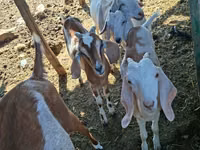 Ziege, Nubian Goat — Foto 2