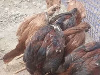 Chickens — foto 3