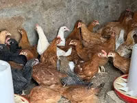 Chickens — Foto 2