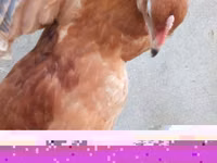 Chickens — zdjęcie 2