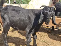 Keçi, Anatolian Black goats — foto 1