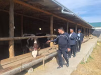 İribuynuzlu mal-qara (partiya, cinsi göstərilməyib), Russian Black pied cattle — foto 1