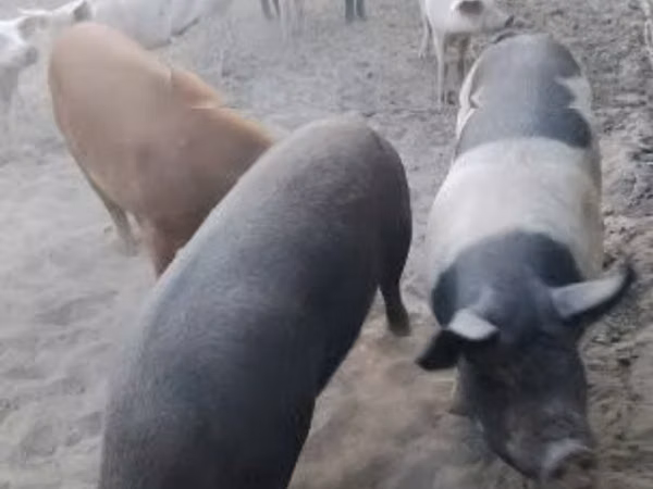 Säue, Schweine