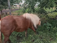 பெண் குதிரை, Australian Pony — புகைப்படம் 4