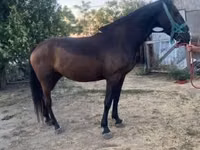 Stute, Nonius horse — Foto 1