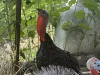 Turkeys — foto 4