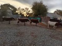 İnek, Simmental cattle — foto 1