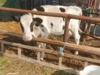 Krowa, Simmental cattle — zdjęcie 1