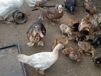 Ducks — foto 2