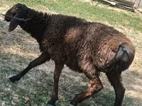 羊（ロット、性別未指定）, Jaidara sheep — 写真 2