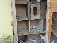 Birde problemi qapısın srublamalisiz Taxta göyərçin yuvası/qəfəs — foto 2