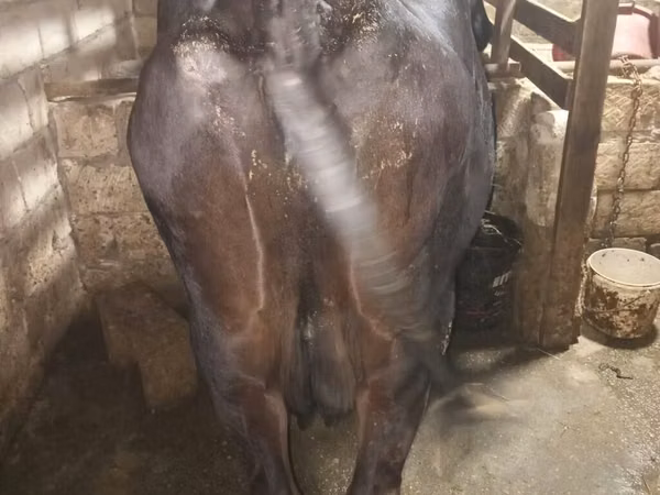 İnek, Aberdin Angus — Azerbaycan