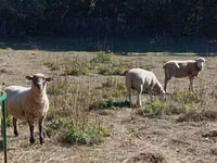 Ovelha, Merino sheep — foto 2