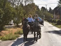 Atlar (partiya, cinsi göstərilməyib), Lipizzaner — foto 2