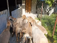 Ovelha, Arashan sheep — foto 2