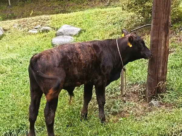 Taureau, Aberdeen-Angus