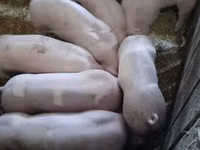 Cerdos (lote, sexo no especificado) — foto 4
