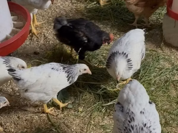 Chickens
