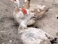 Ducks — புகைப்படம் 1